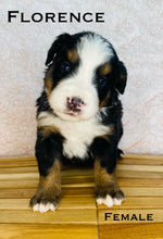 Load image into Gallery viewer, Florence (ADOPTED)

