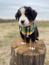 Load image into Gallery viewer, Fraklin(ADOPTED)
