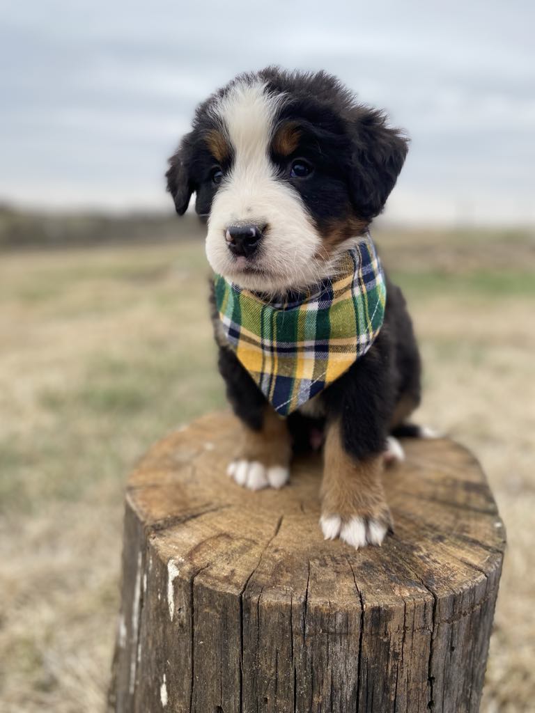 Fraklin(ADOPTED)