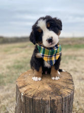 Load image into Gallery viewer, Fraklin(ADOPTED)
