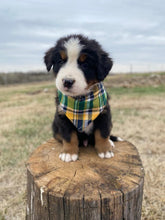 Load image into Gallery viewer, Fraklin(ADOPTED)
