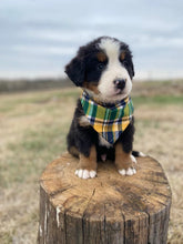 Load image into Gallery viewer, Fraklin(ADOPTED)
