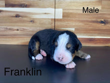 Load image into Gallery viewer, Fraklin(ADOPTED)

