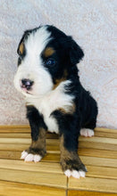 Load image into Gallery viewer, Fraklin(ADOPTED)
