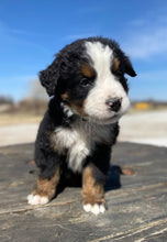 Load image into Gallery viewer, Fraklin(ADOPTED)
