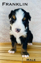 Load image into Gallery viewer, Fraklin(ADOPTED)
