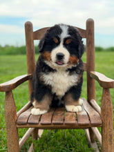 Load image into Gallery viewer, Fritz (Adopted)
