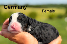Load image into Gallery viewer, Germany (Adopted)
