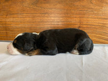 Load image into Gallery viewer, Gizmo F1b (ADOPTED)
