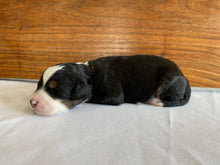 Load image into Gallery viewer, Gizmo F1b (ADOPTED)
