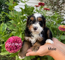 Load image into Gallery viewer, Gizmo F1b (ADOPTED)
