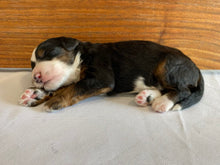 Load image into Gallery viewer, Gizmo F1b (ADOPTED)
