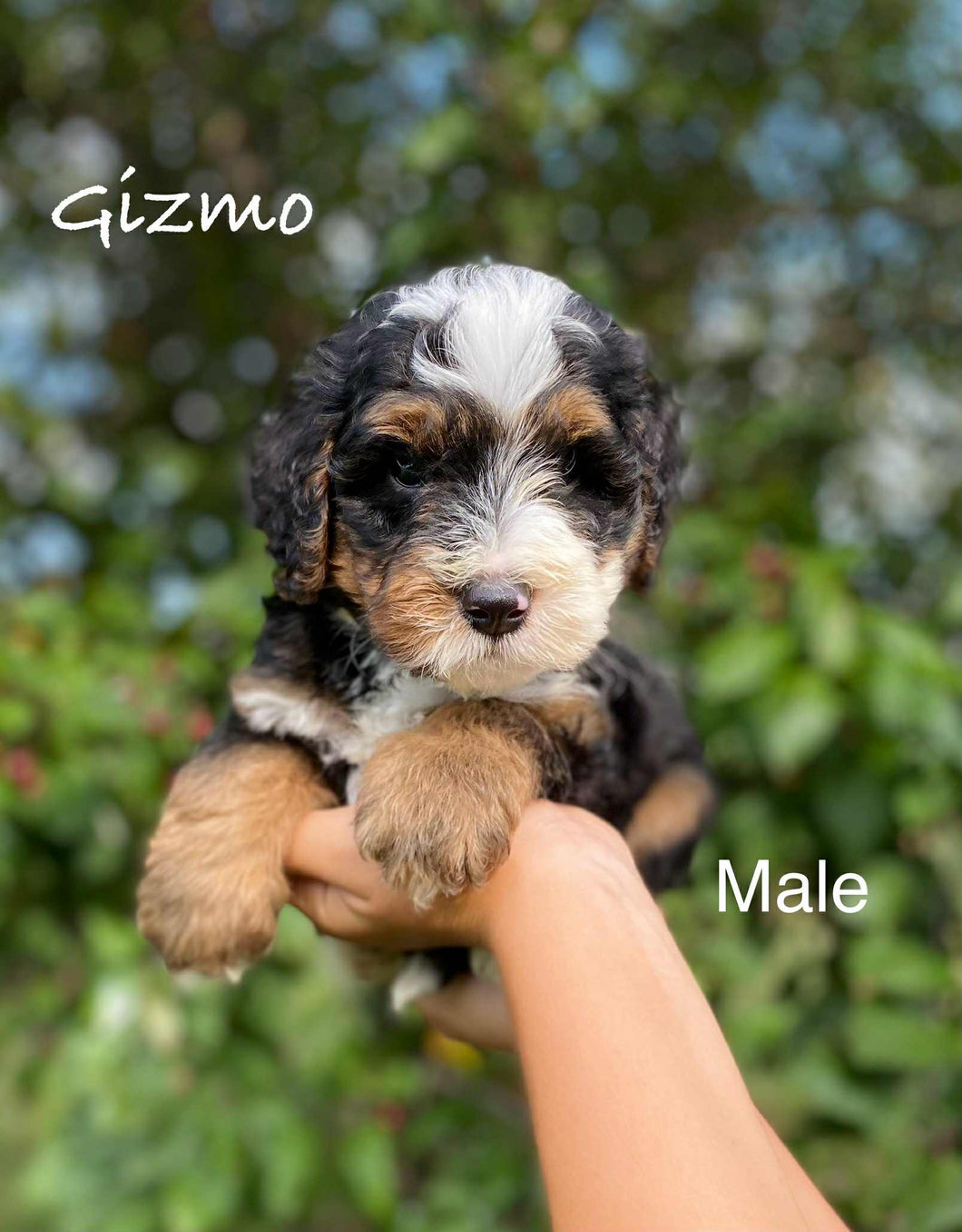 Gizmo F1b (ADOPTED)