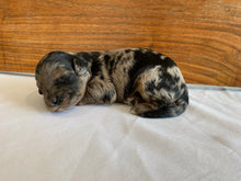 Load image into Gallery viewer, Jojo (ADOPTED)
