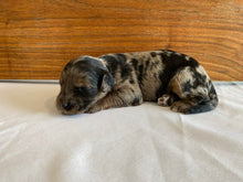 Load image into Gallery viewer, Jojo (ADOPTED)
