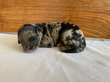 Load image into Gallery viewer, Jojo (ADOPTED)
