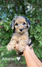 Load image into Gallery viewer, Jojo (ADOPTED)
