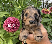Load image into Gallery viewer, Jojo (ADOPTED)
