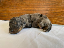 Load image into Gallery viewer, Jules (ADOPTED)
