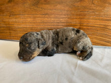 Load image into Gallery viewer, Jules (ADOPTED)

