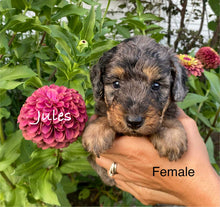 Load image into Gallery viewer, Jules (ADOPTED)
