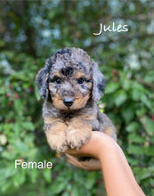 Load image into Gallery viewer, Jules (ADOPTED)
