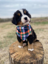 Load image into Gallery viewer, Lincoln (ADOPTED)
