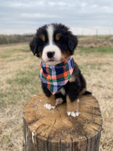Load image into Gallery viewer, Lincoln (ADOPTED)
