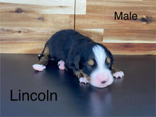 Load image into Gallery viewer, Lincoln (ADOPTED)
