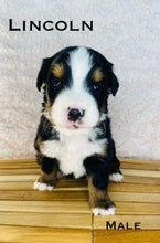 Load image into Gallery viewer, Lincoln (ADOPTED)
