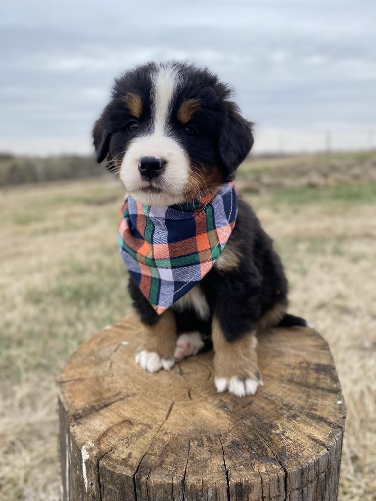 Lincoln (ADOPTED)
