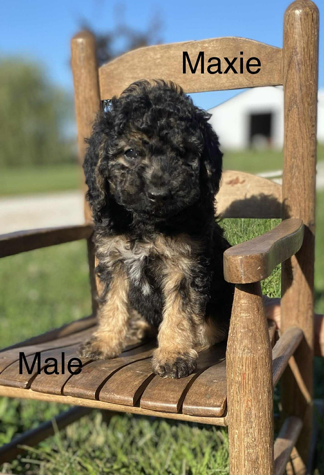 Maxie (ADOPTED)