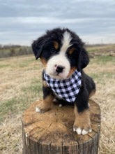 Load image into Gallery viewer, Patrick (ADOPTED)
