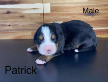 Load image into Gallery viewer, Patrick (ADOPTED)
