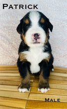 Load image into Gallery viewer, Patrick (ADOPTED)
