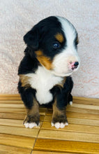 Load image into Gallery viewer, Patrick (ADOPTED)
