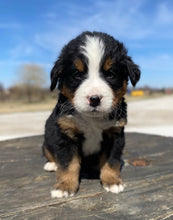 Load image into Gallery viewer, Patrick (ADOPTED)
