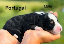 Load image into Gallery viewer, Portugal
