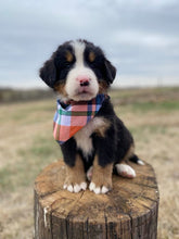 Load image into Gallery viewer, Roosevelt (Adopted)
