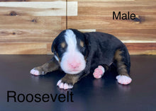 Load image into Gallery viewer, Roosevelt (Adopted)
