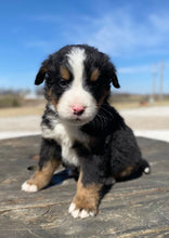 Load image into Gallery viewer, Roosevelt (Adopted)
