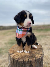 Load image into Gallery viewer, Roosevelt (Adopted)

