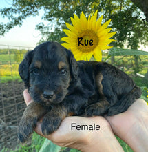 Load image into Gallery viewer, Rue (ADOPTED)
