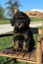 Load image into Gallery viewer, Rue (ADOPTED)
