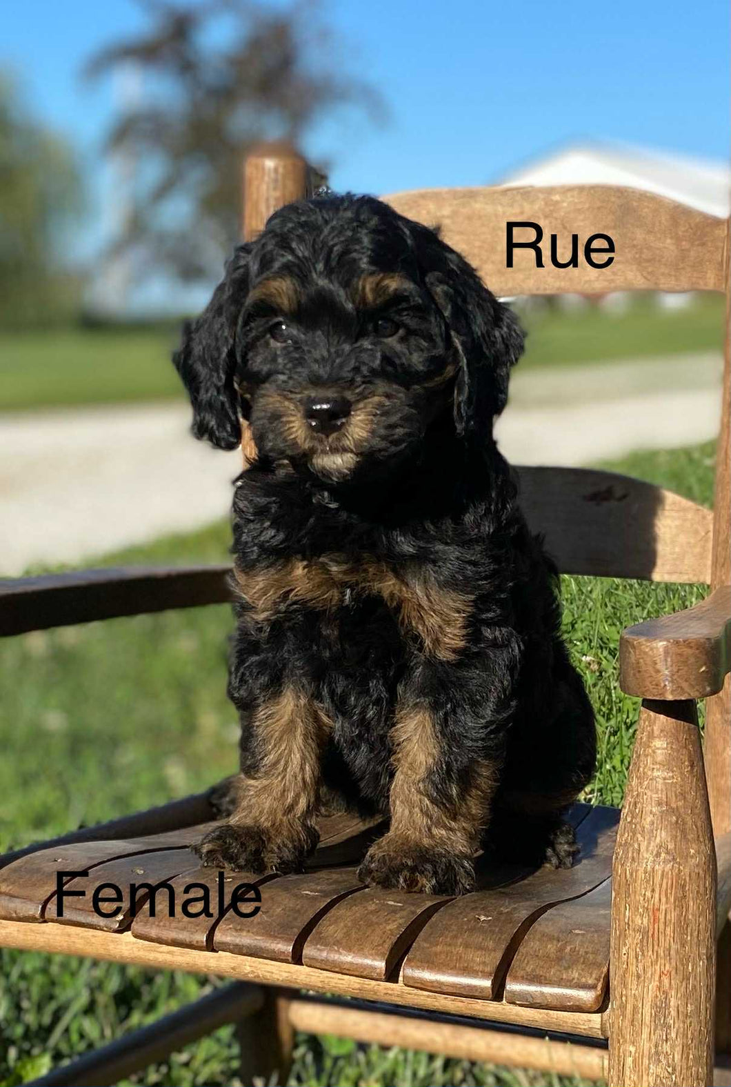 Rue (ADOPTED)
