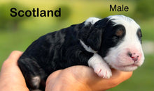 Load image into Gallery viewer, Scotland
