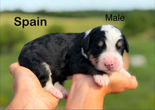 Load image into Gallery viewer, Spain
