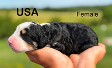 Load image into Gallery viewer, USA (Adopted)
