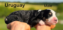 Load image into Gallery viewer, Uruguay

