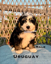Load image into Gallery viewer, Uruguay (Adopted)
